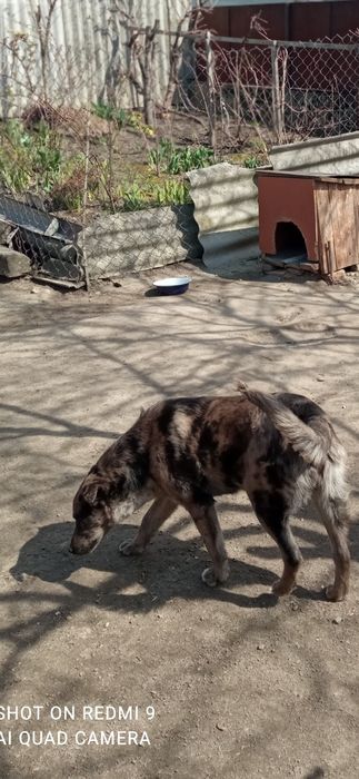 Віддаю у добрі руки велику собаку 8 місяців хлопчик