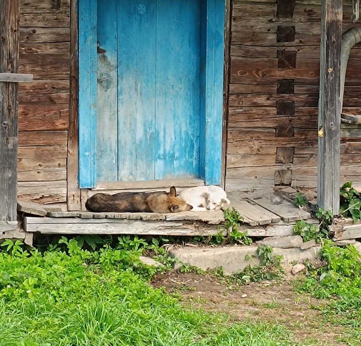 Віддам в добрі ручки . Безкоштовно. Цуценятка. Малі песики. Собаки
