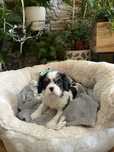 Cavalier King Charles spaniel