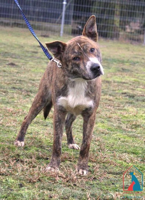 Oryginalna uroda, bardzo dobry charakter - do adopcji