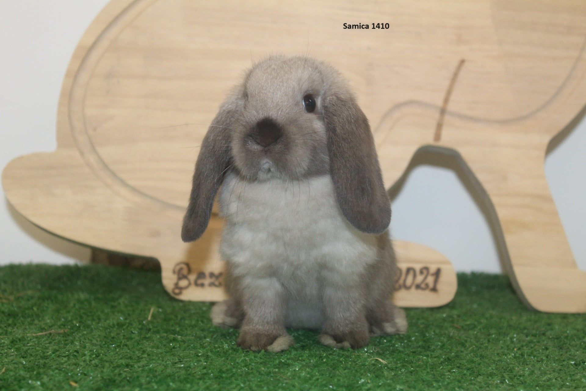 Karzełek Baran Syjamski -rodowód,rasowy. Mini lop ,mini lipek hodowla