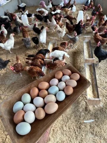 Яйця для інкубатора Мультіколор (різні породи курей)