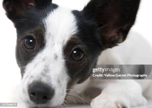 Cachorra Jack Russell 1 ano  doacao