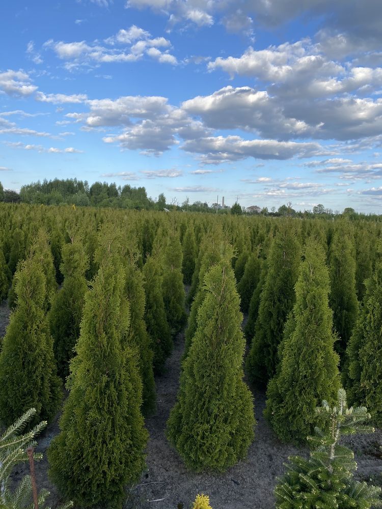 Tuja Szmaragd Brabant Gold Kulka Świerk srebrny - Nasielsk