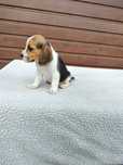 Sprzedam pieska (chłopca) Beagle tri-color