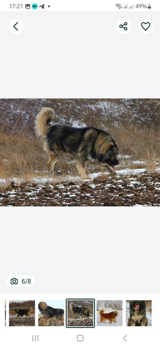 Кобелі  для  в'язки.