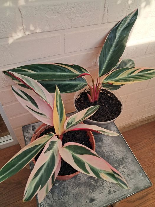 Строманта триколор