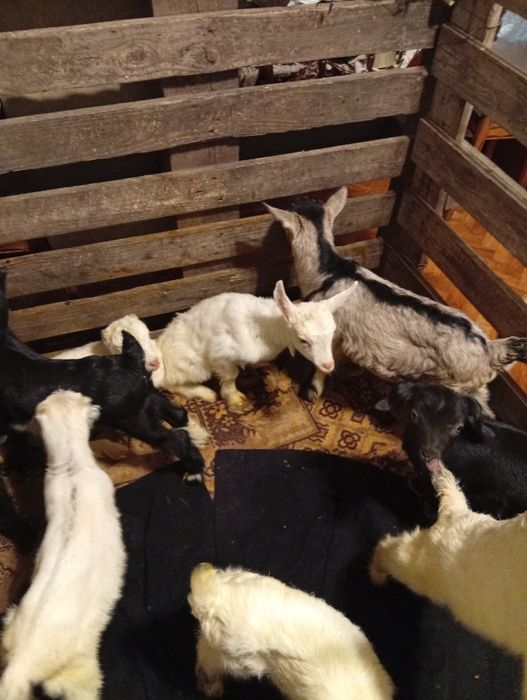 Продам козочек и козлят