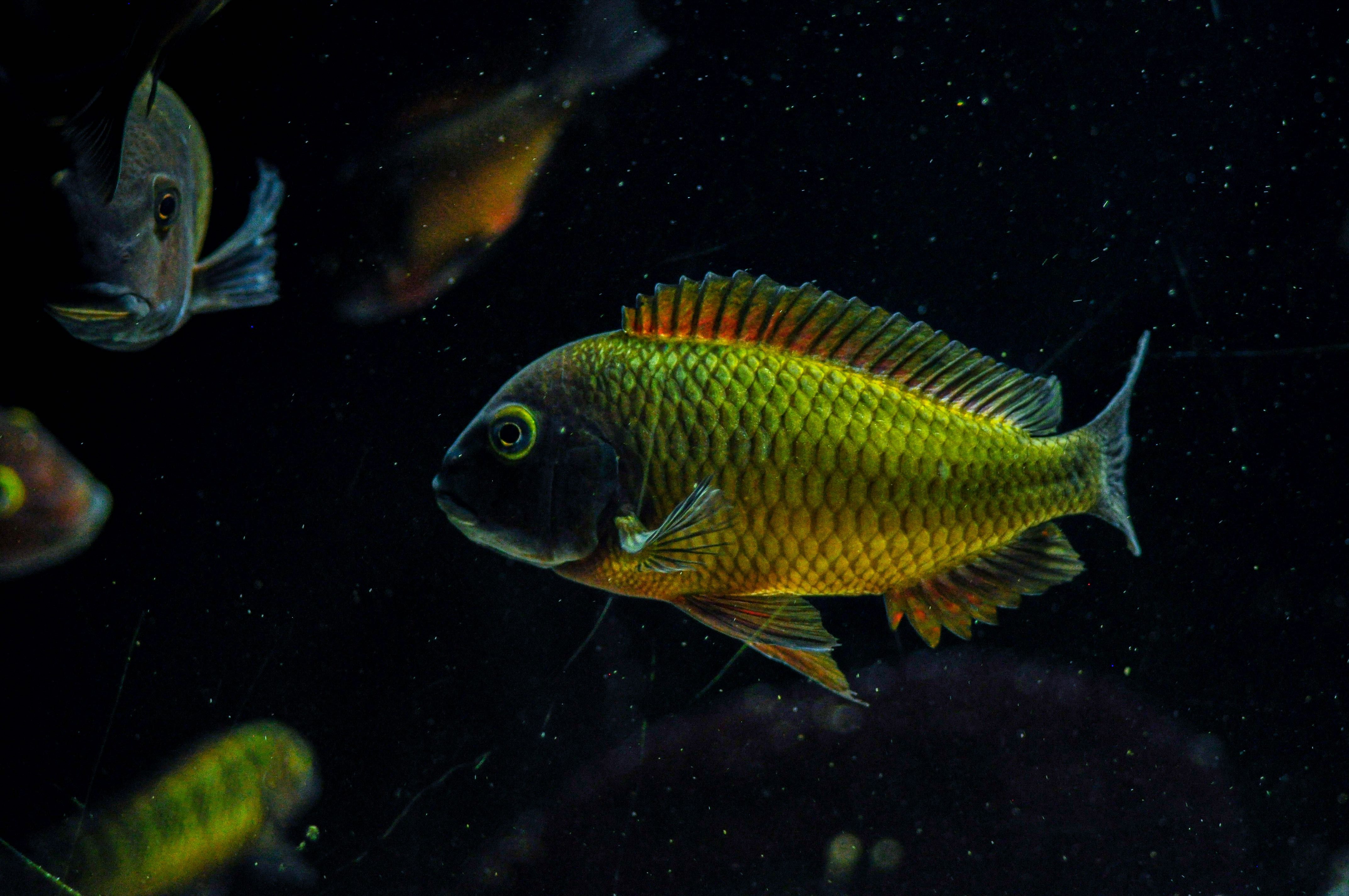 Tropheus Ilangis f1, ciclideos africanos, lago tanganyika