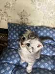Котята шотландцы вислоухие