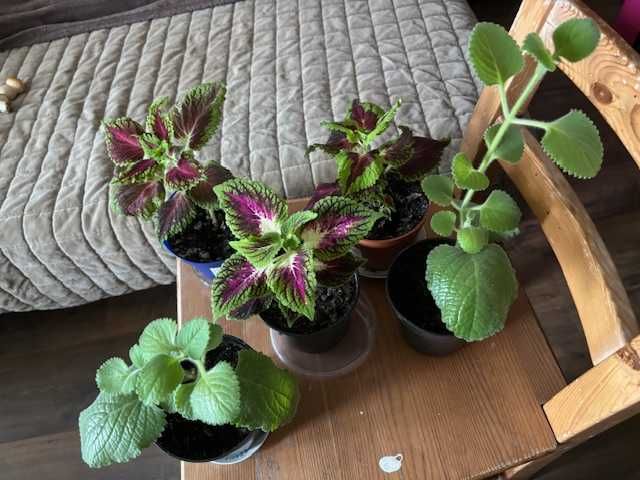 Mięta i pokrzywki małe roślinki