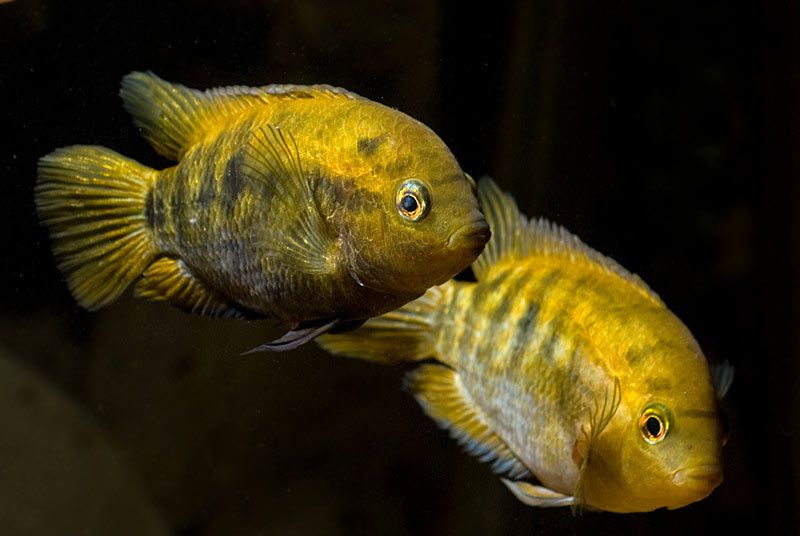 GB pielęgnica miodowa (Archocentrus multispinosus)