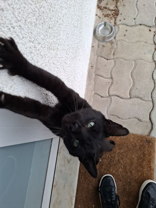 Gatinho para adoção