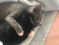 Gatinhos para adoção CONJUNTA