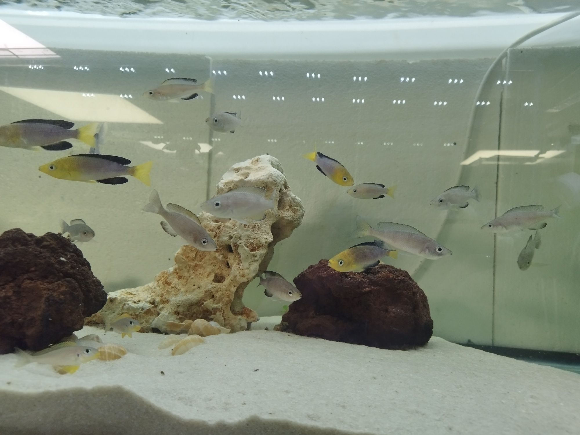 Cyprichromis leptosoma yellow head F1 tanganika