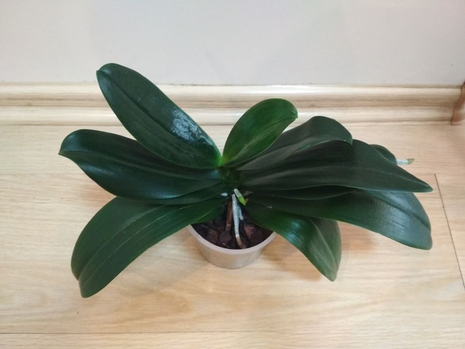 Орхидея фаленопсис, пелор оранжевая