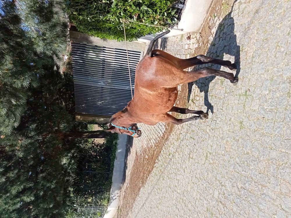 Vendo garrano com 1 ano e meio