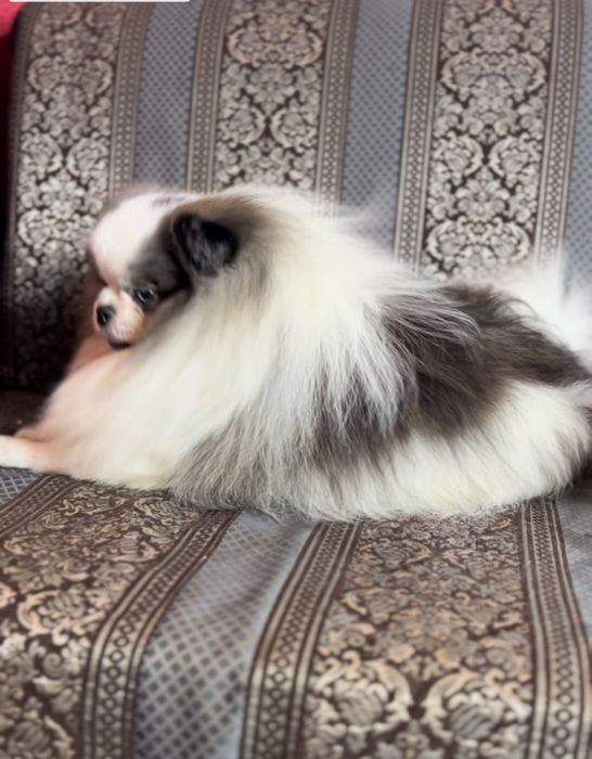 Кобель на вязку Шпиц