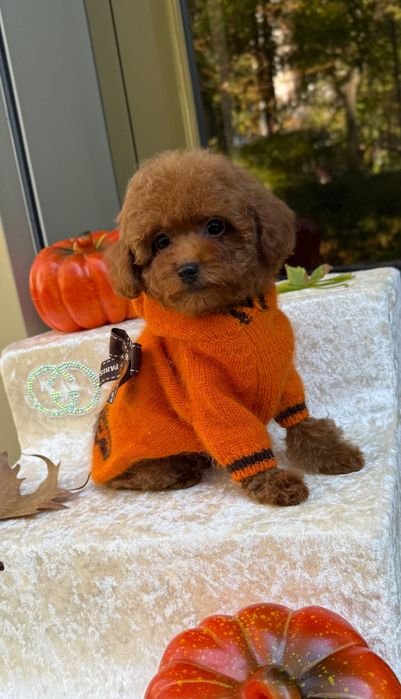 Той пудель Теддипу