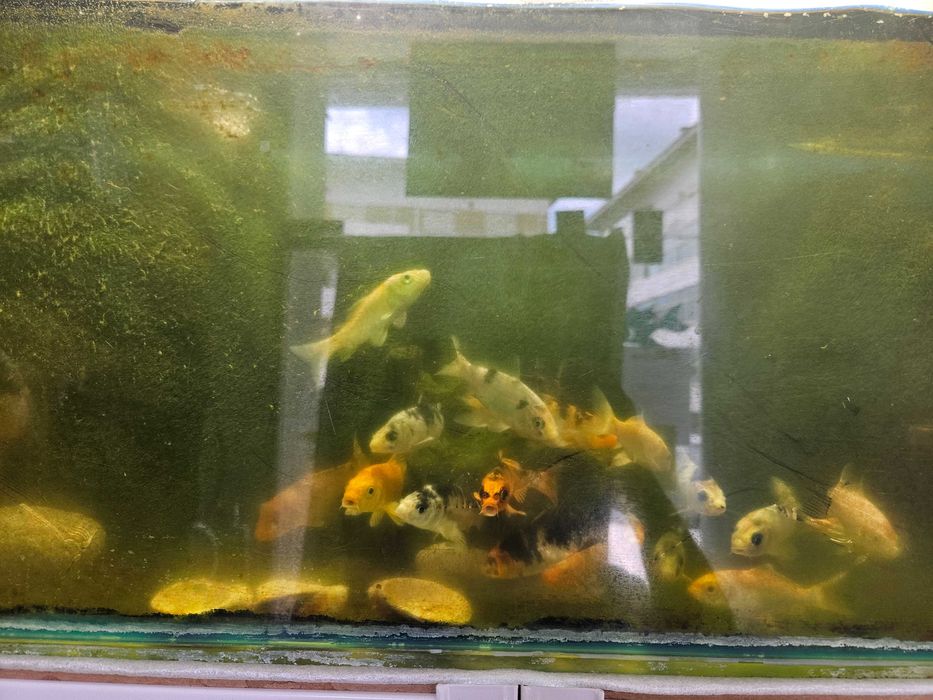 Peixes de Estimação Fish