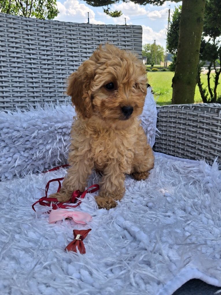 Śliczna suczka Cavapoo