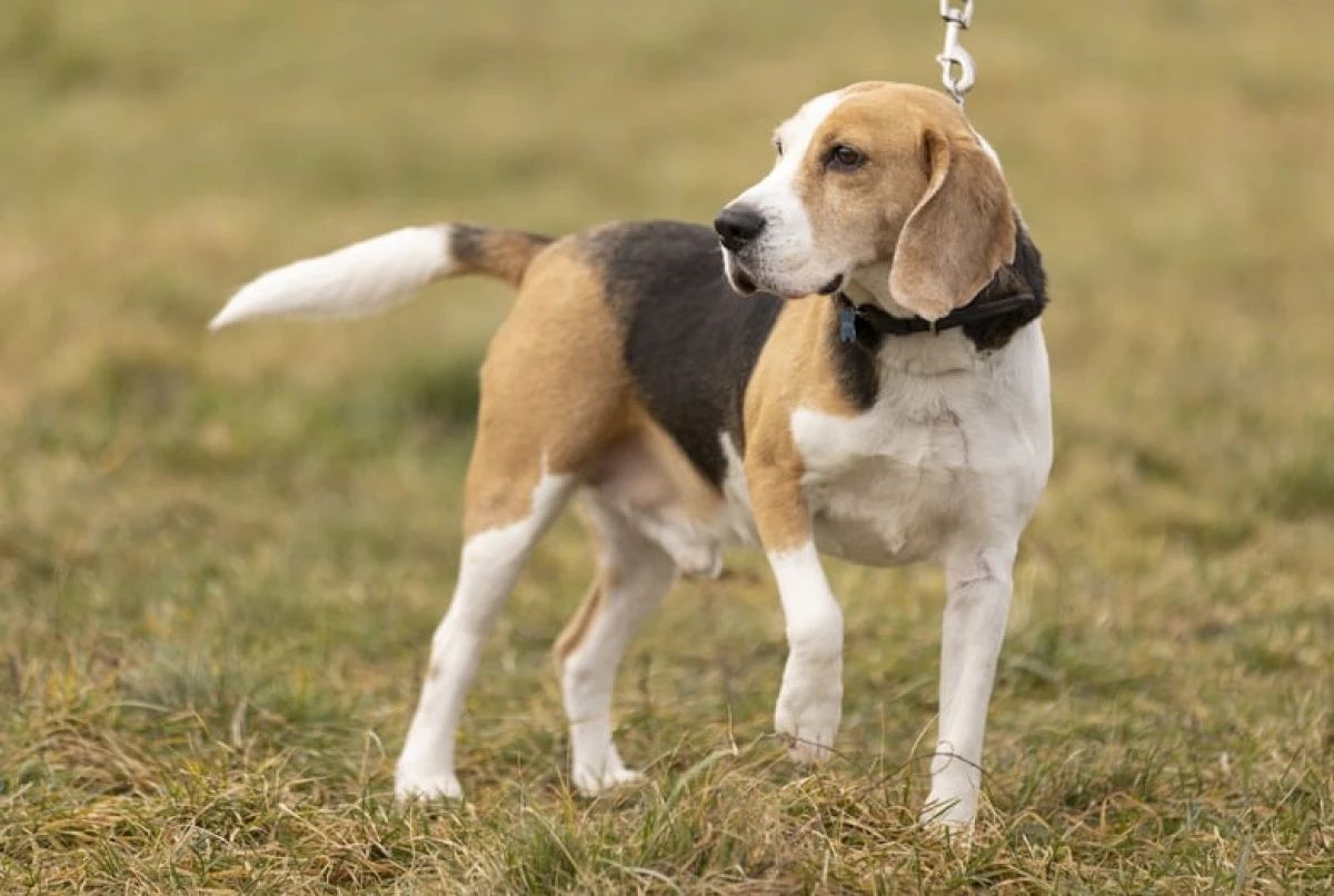 Nico w typie Beagle do adopcji!