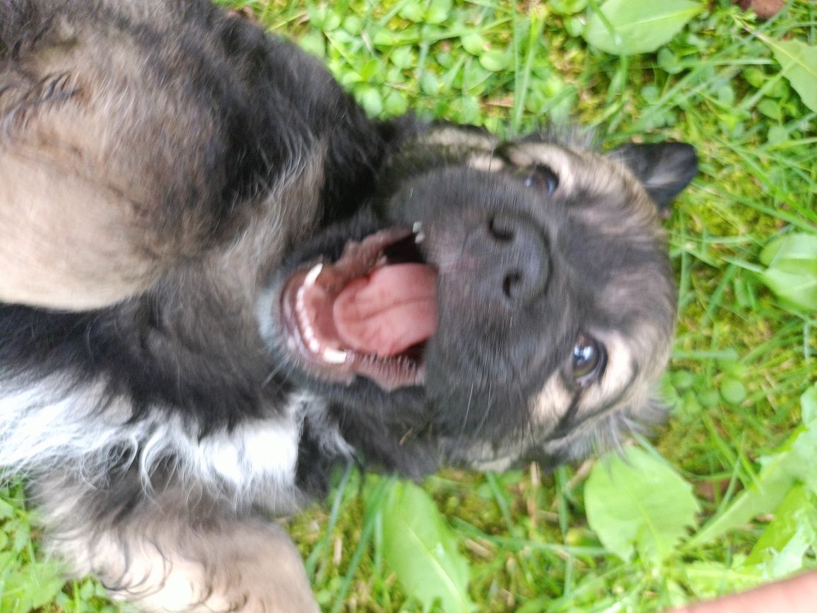 Coco - psie dziecko do adopcji