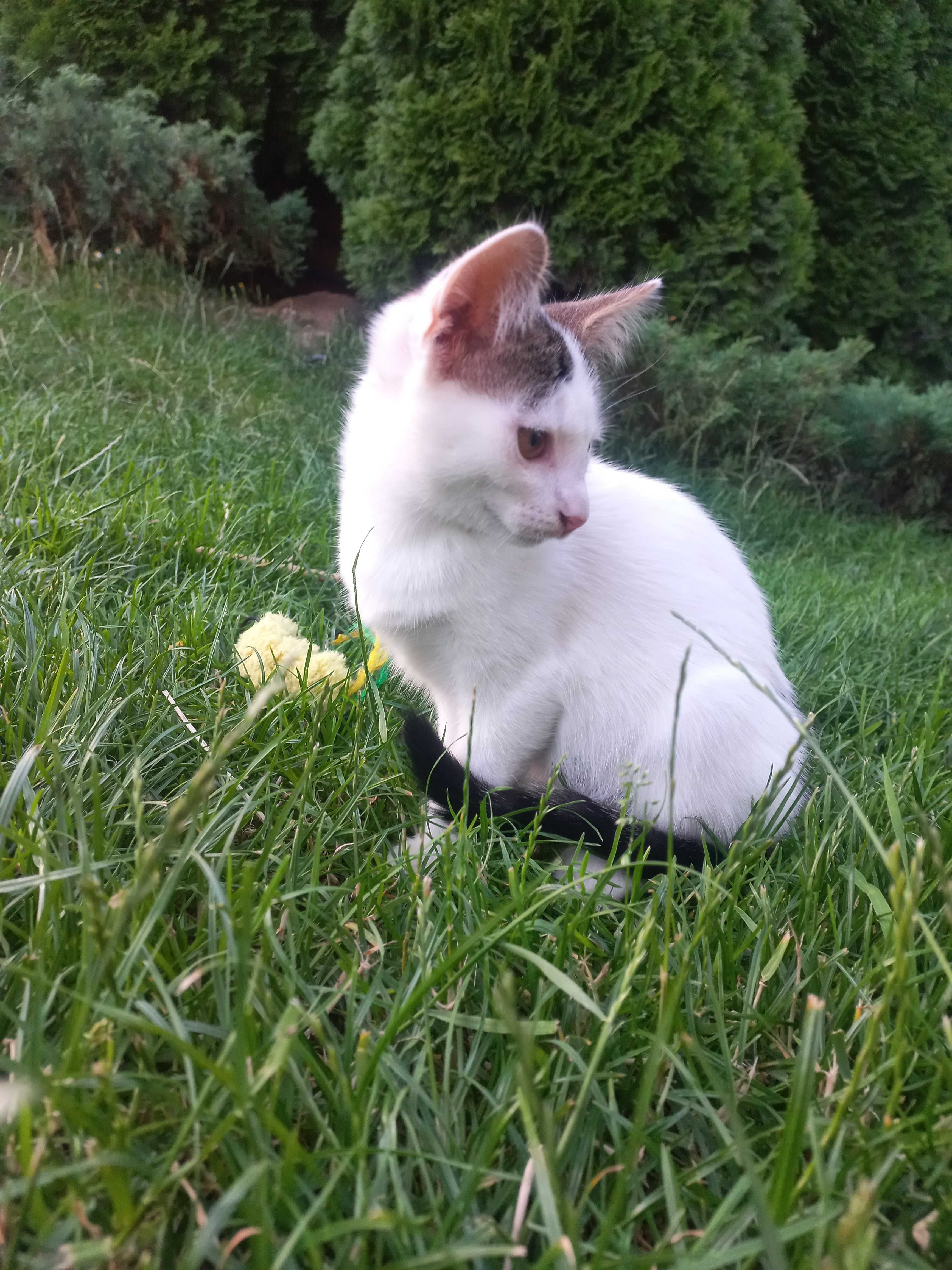 Bianka i Piorun szukają dobrego domu :)