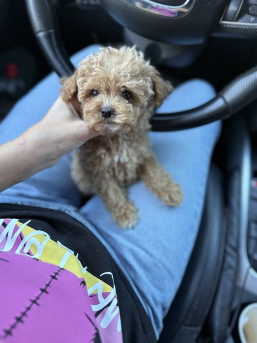 Мальтипу з паспортом