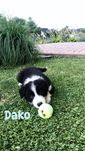Rasowy piesek Border Collie z pełną dokumentacja