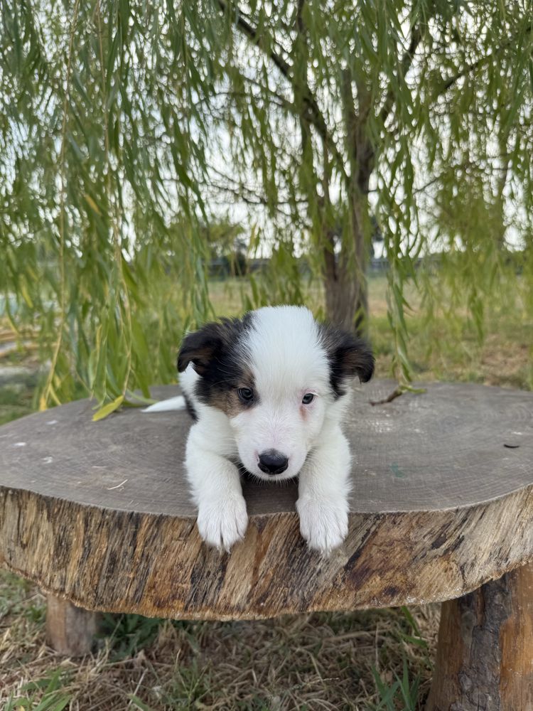 Border Collie Macho Tricolor