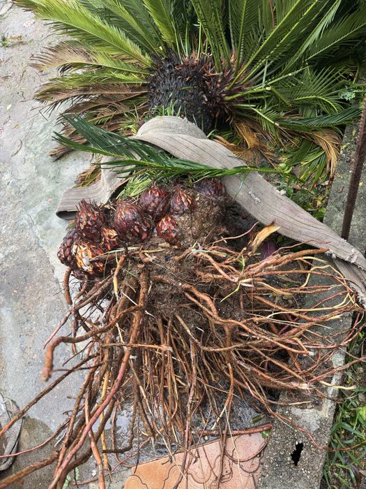 Syca ( já arrancada)