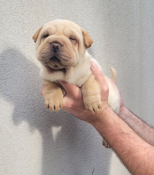Sharpei femea bebé