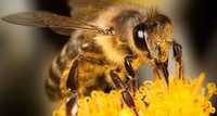 продам бджіл, бджолосім'Ї, бджолопакети