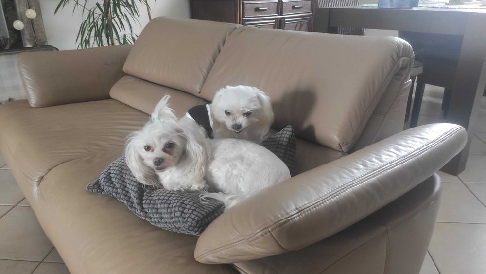 Maltańczyk mini suczka Warszawa maltańczyki