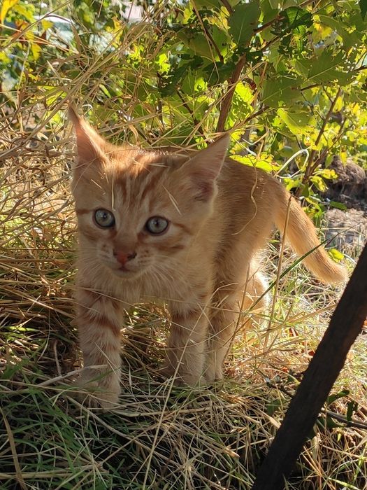 Котик черный и рыжий