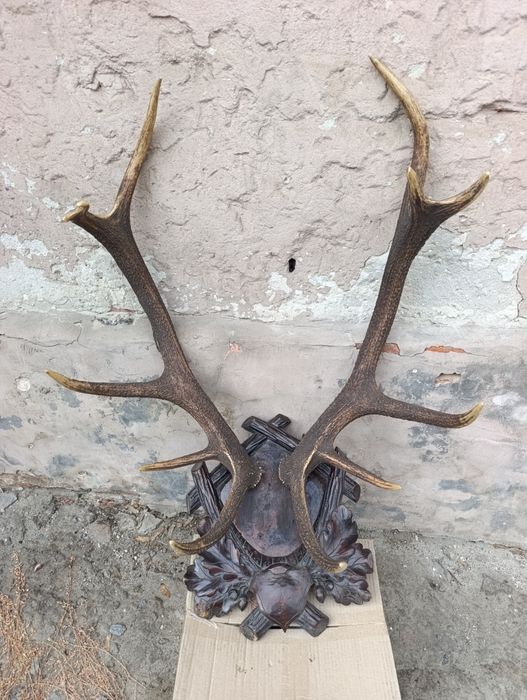 Роги оленя благородного