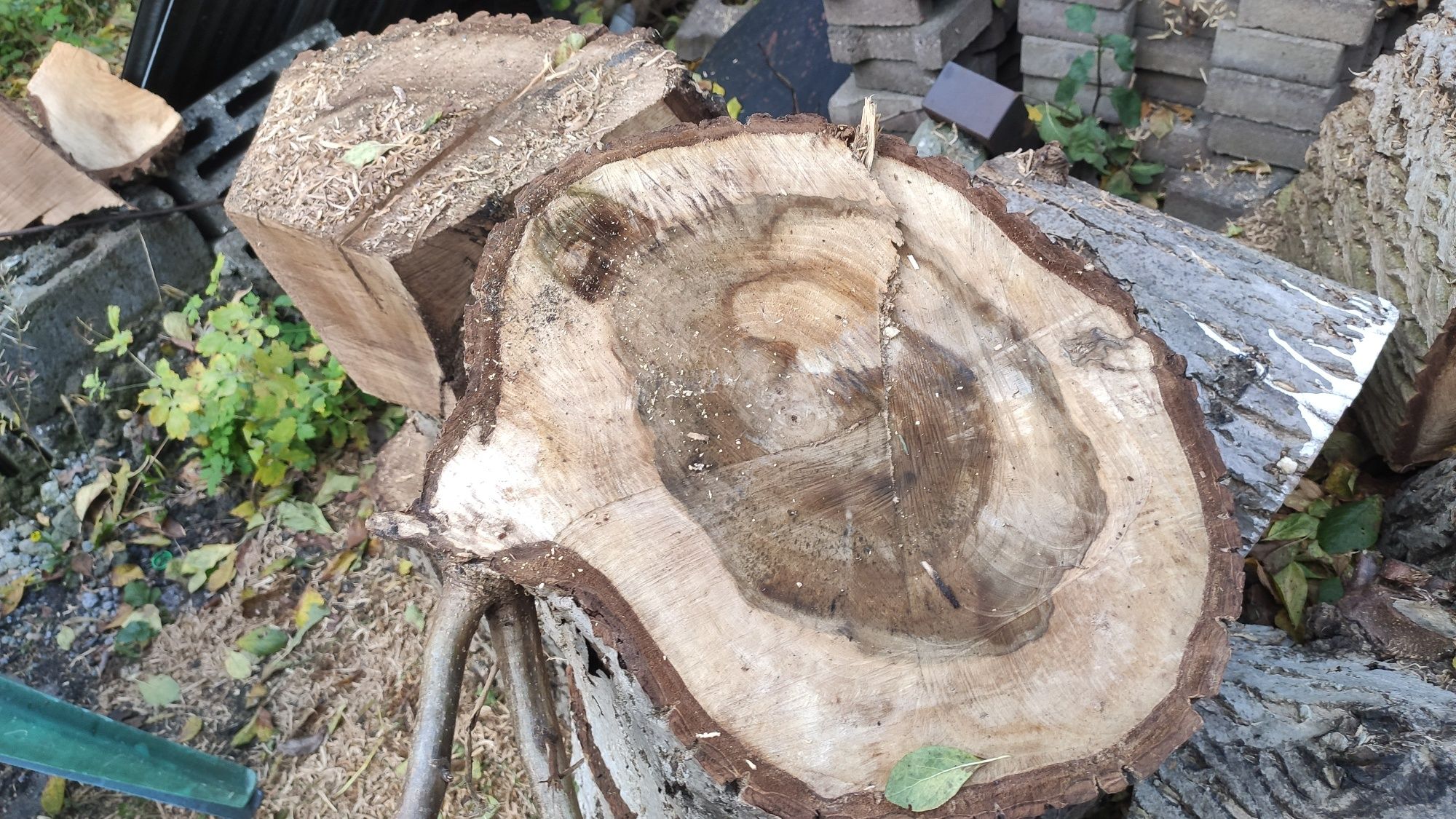 Drewno orzech orzechowe Kłoda pień kawałki średnica 70 cm