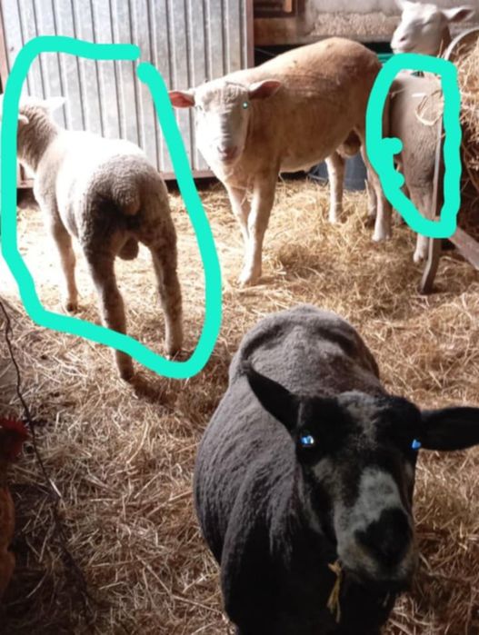 Borregos parto duplo