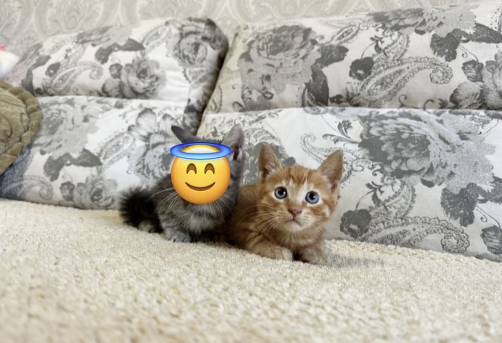 Нежнейшая и добрая порода )