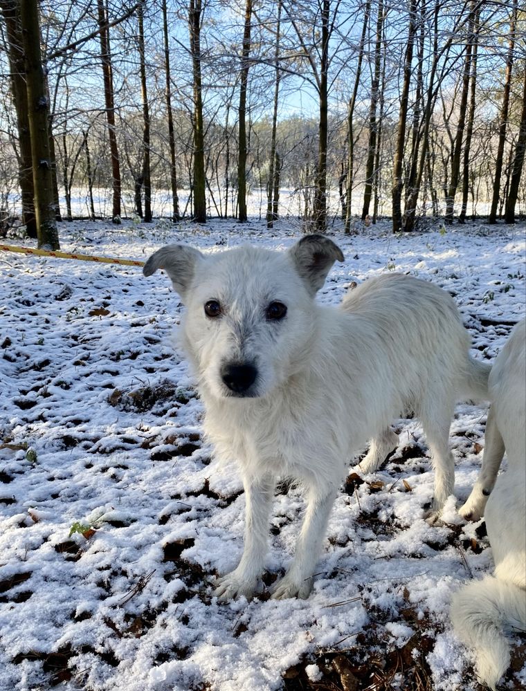 Biały Szorstek szuka cierpliwego domu