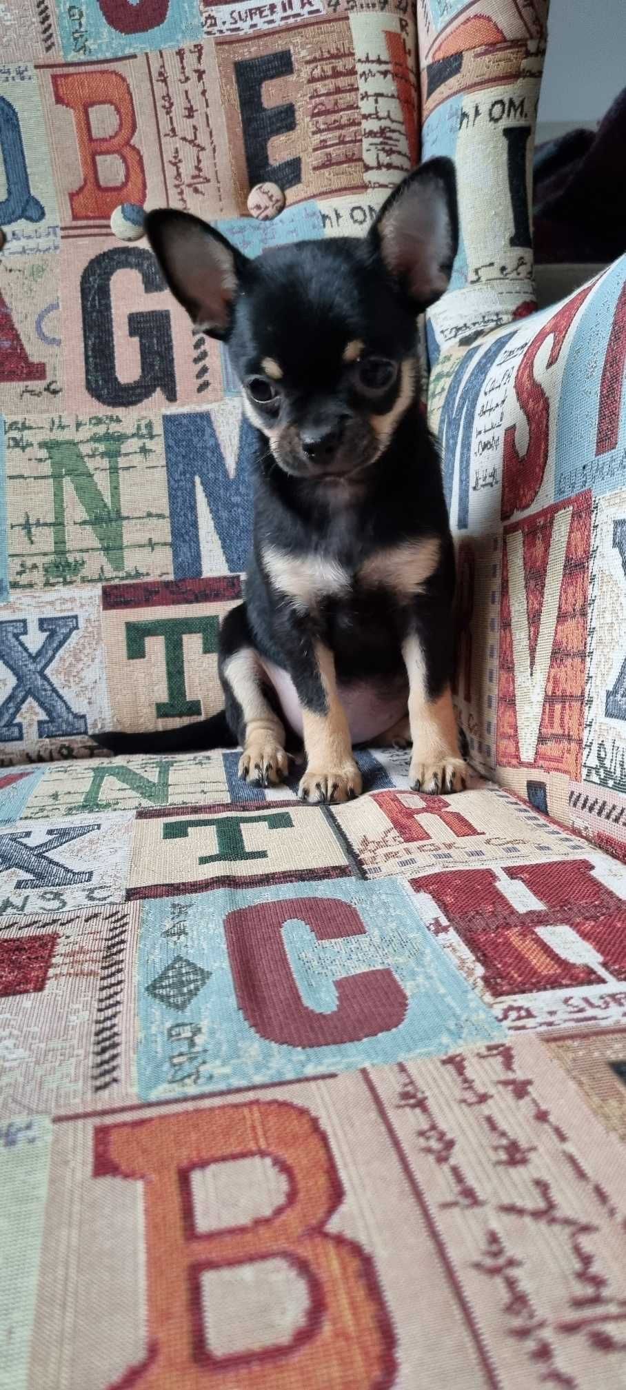Śliczny Cudowny Piesek Chihuahua z PRAWEM HODOWLANYM