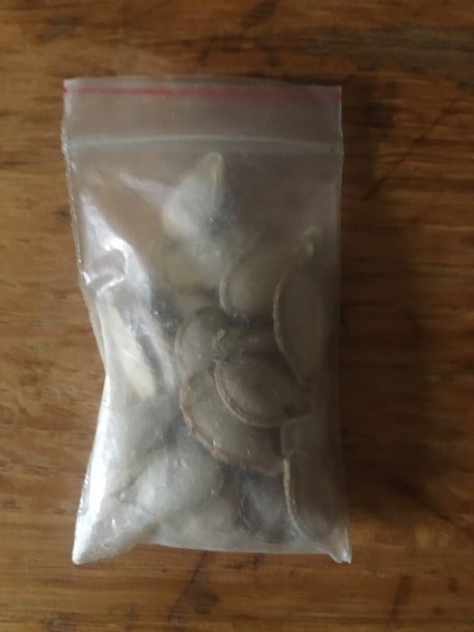 Тыква, кабак семена