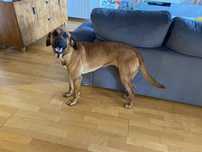 Leao da Rodesia - 3 anos