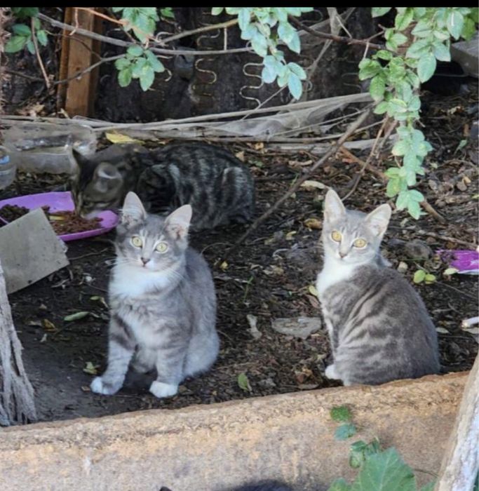 Котята бесплатно .