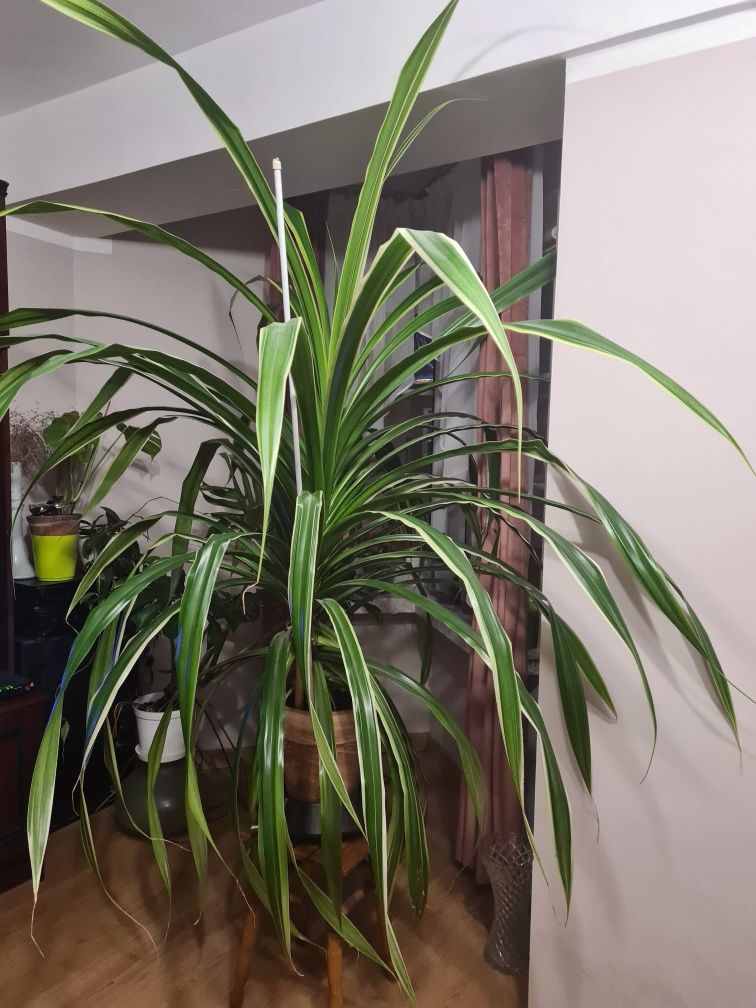 Pandan kwiat duży wysoki ok 170 - 180 cm