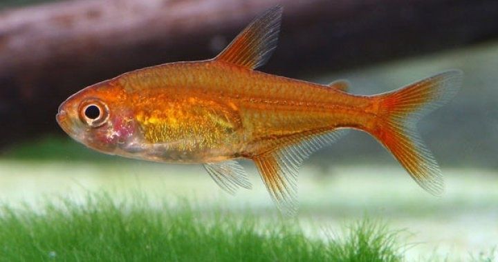 Bystrzyk Amandy - karlik