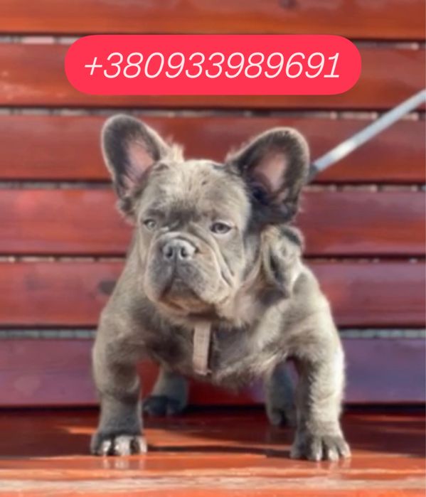 Голубой Флаффи пушистый французик 4 месяца