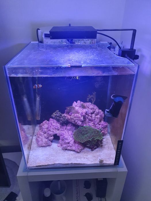 Akwarium morskie, skała, życie, dolewka, lampa fluval