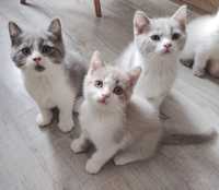 Kot Brytyjski, Brytyjskie, kocię, bicolor, niebieskie